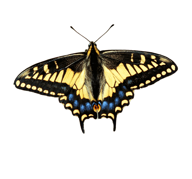 Photo of swallow tail butterfly